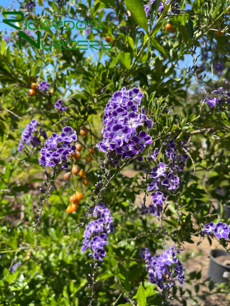 skyflower hanging plant Duranta erecta 'Sweet Memory' (Sweet Memory Skyflower)