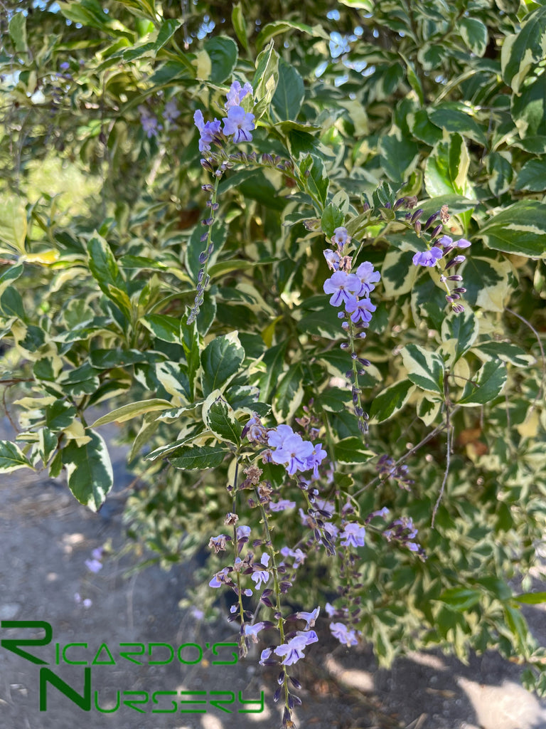 skyflower hanging plant Duranta erecta 'Variegata' (Variegated Skyflower)