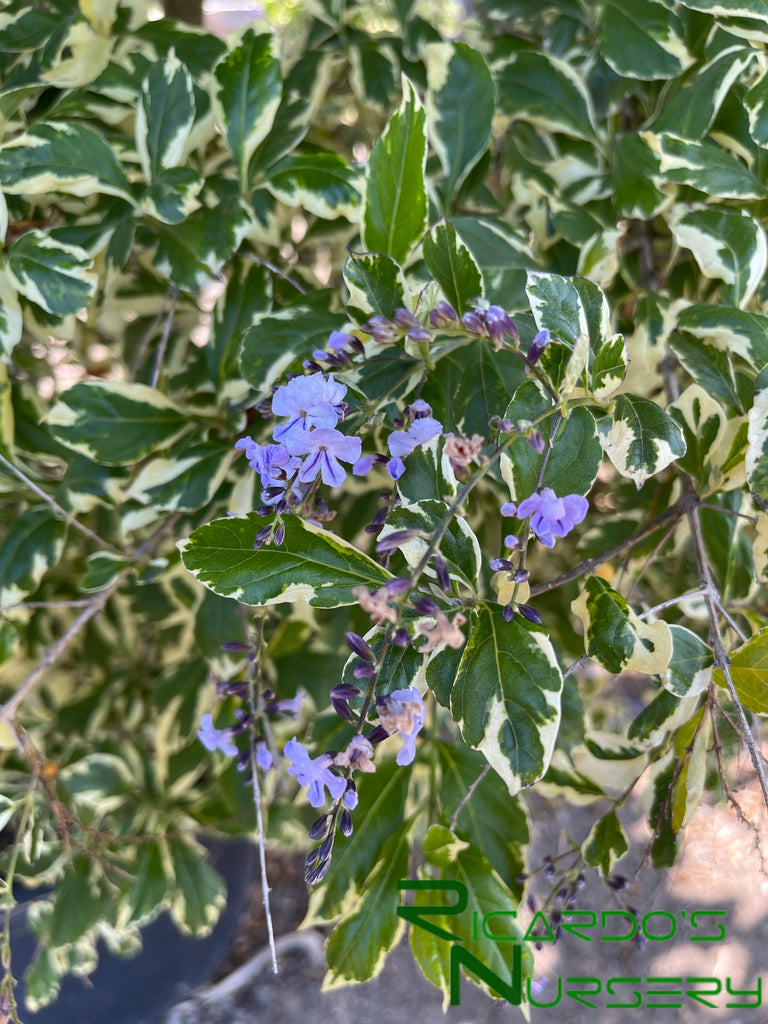 skyflower phylum hanging plant Duranta erecta 'Variegata' (Variegated Skyflower)