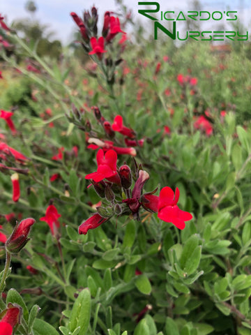 Gambelia speciosa 'Firecracker'  (Firecracker Island Snapdragon)