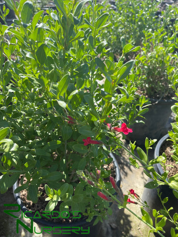 Gambelia speciosa (Island Snapdragon)