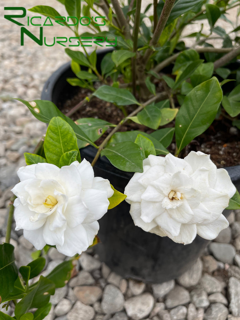 hanging gardenia plant Gardenia jasminoides 'Veitchii' (Everblooming Gardenia) – Ricardo's Nursery