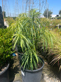 Podocarpus henkelii (Long Leafed Yellowwood)