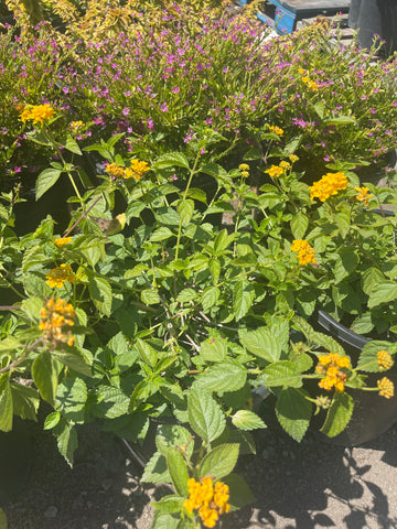 Lantana 'New Gold'  (Yellow Lantana)