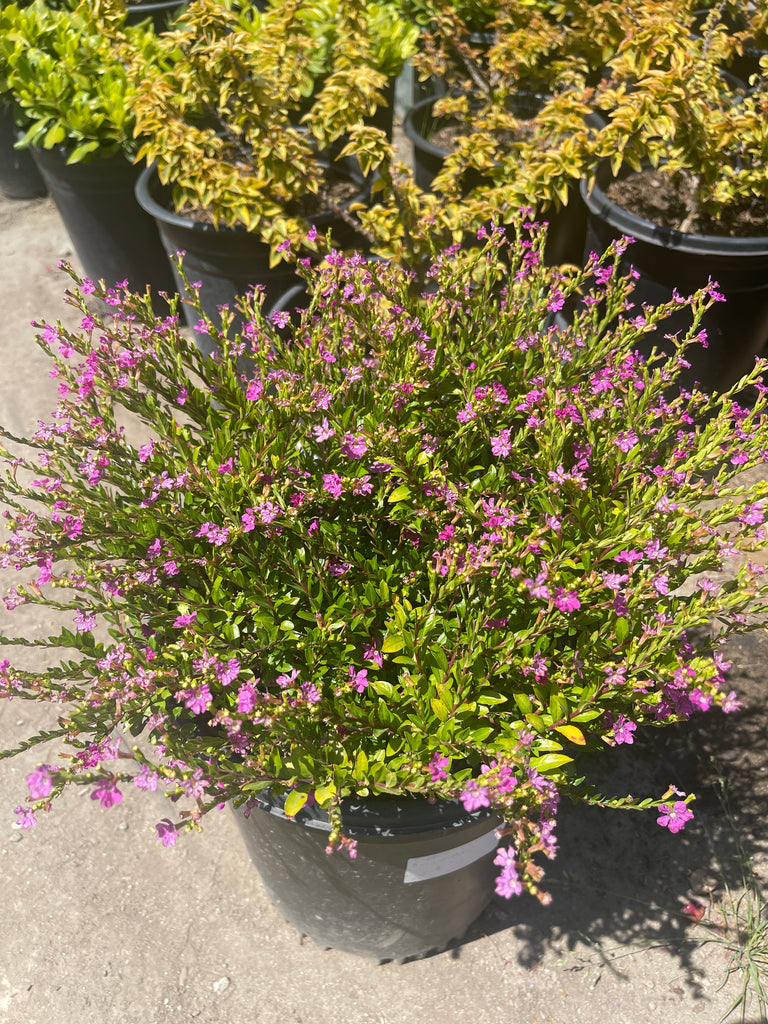 Altman Plants Lavender Cuphea Hyssopifolia Live Plant 