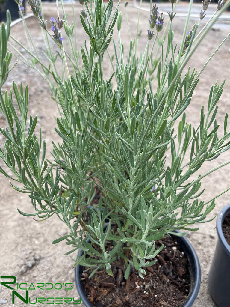 lavender plants for sale california Lavandula heterophylla (Sweet Lavender) – Ricardo's Nursery