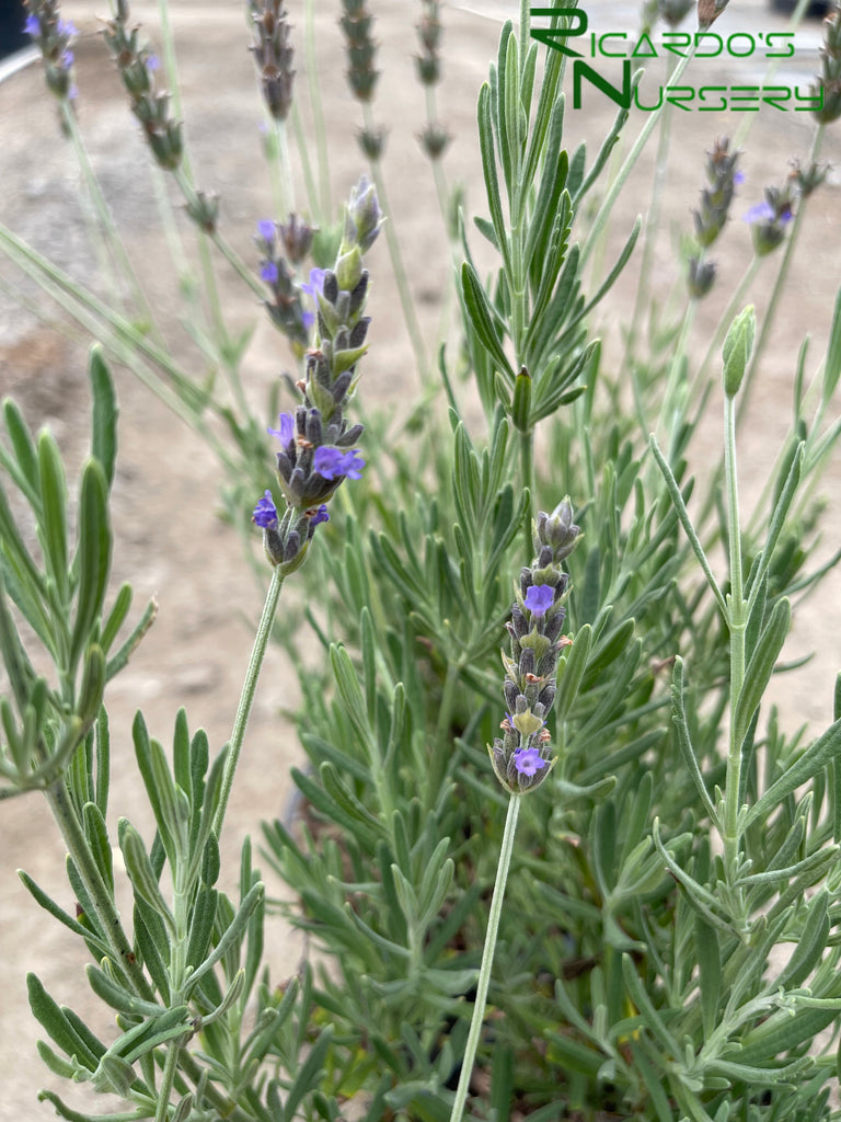 lavender plants for sale california Lavandula heterophylla (Sweet Lavender)