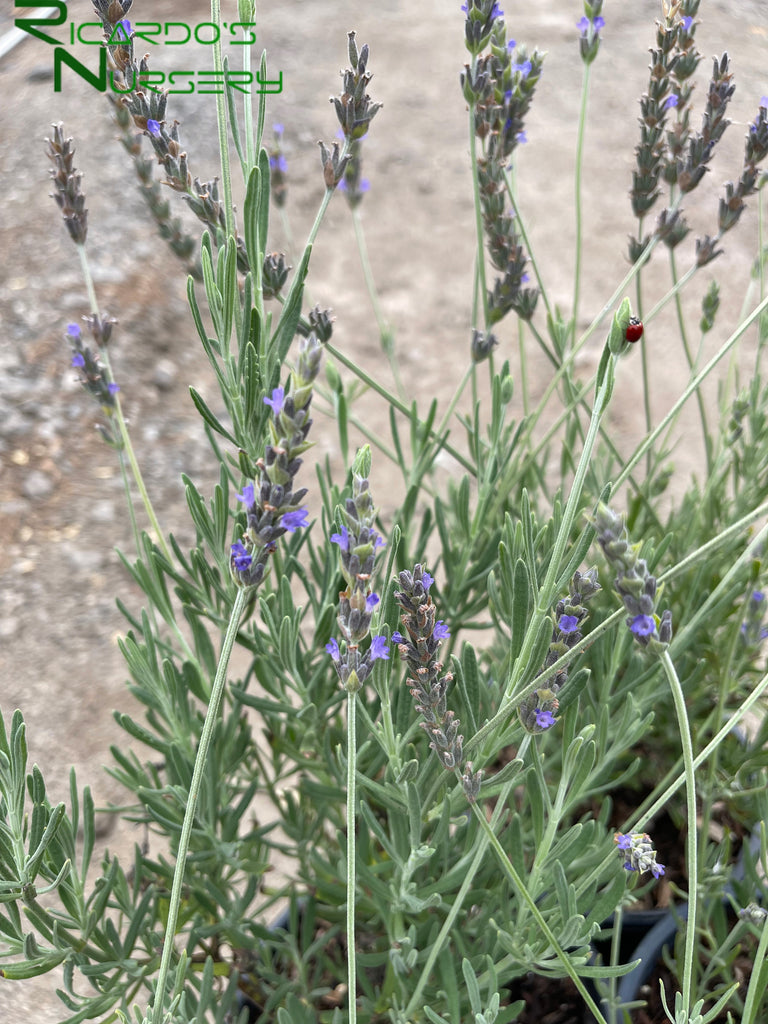 lavender cone plant Lavandula heterophylla (Sweet Lavender) – Ricardo's Nursery