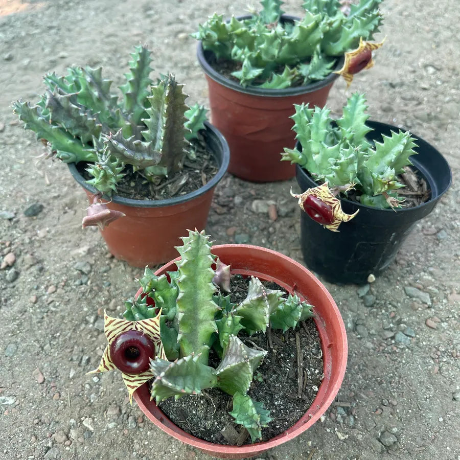 lifesaver succulent plant Huernia zebrina (Lifesaver Cactus)