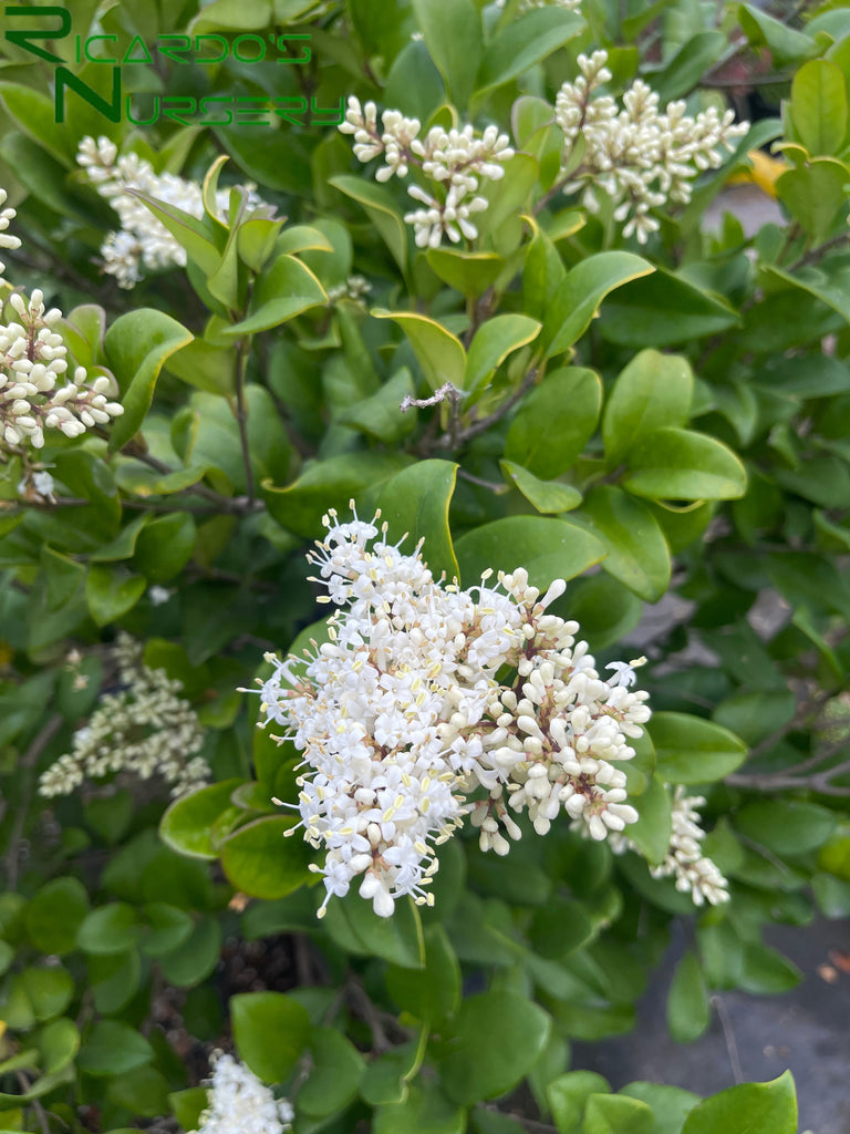 Ligustrum japonicum 'Texanum' (Waxleaf Privet/ Texas Privet) – Ricardo's Nursery