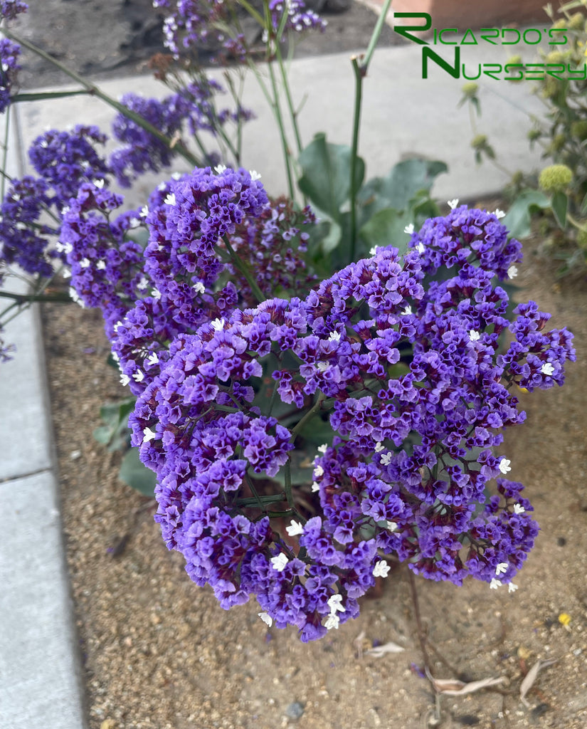 statice sea lavender plants Limonium perezii (Statice/ Sea Lavender)