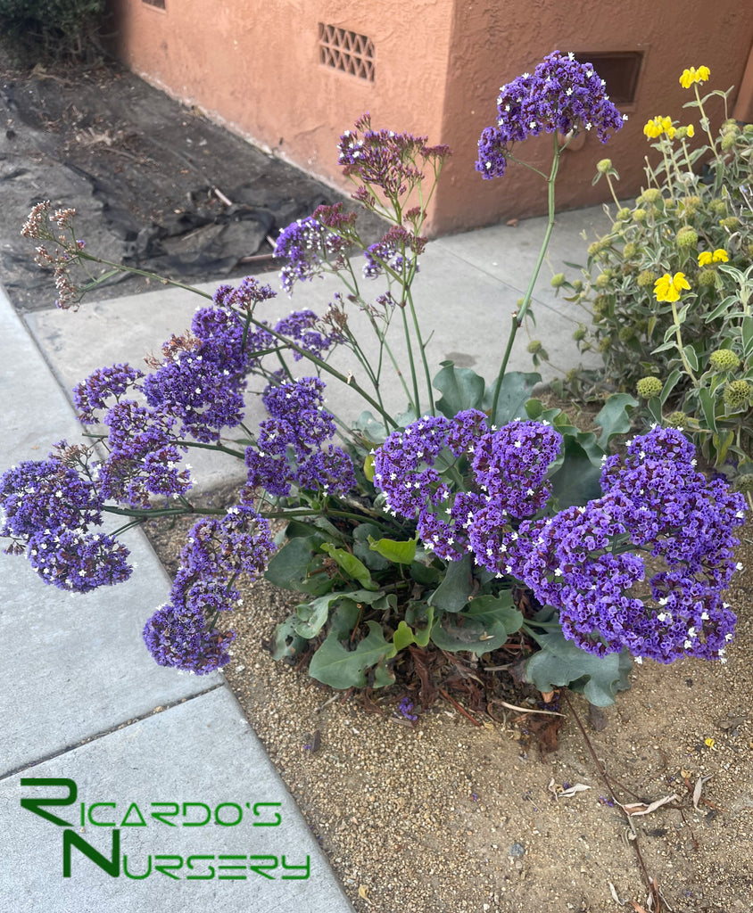 sea lavender plants for sale Limonium perezii (Statice/ Sea Lavender)