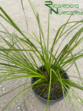 Lomandra longifolia 'Breeze' (Dwarf Mat Rush)