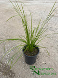 Lomandra longifolia 'Breeze' (Dwarf Mat Rush)