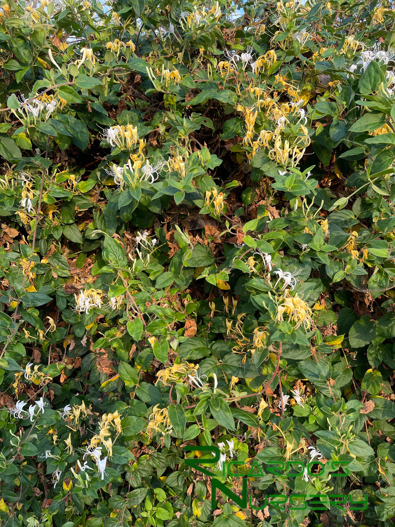 Lonicera japonica (Japanese Honeysuckle) – Ricardo's Nursery