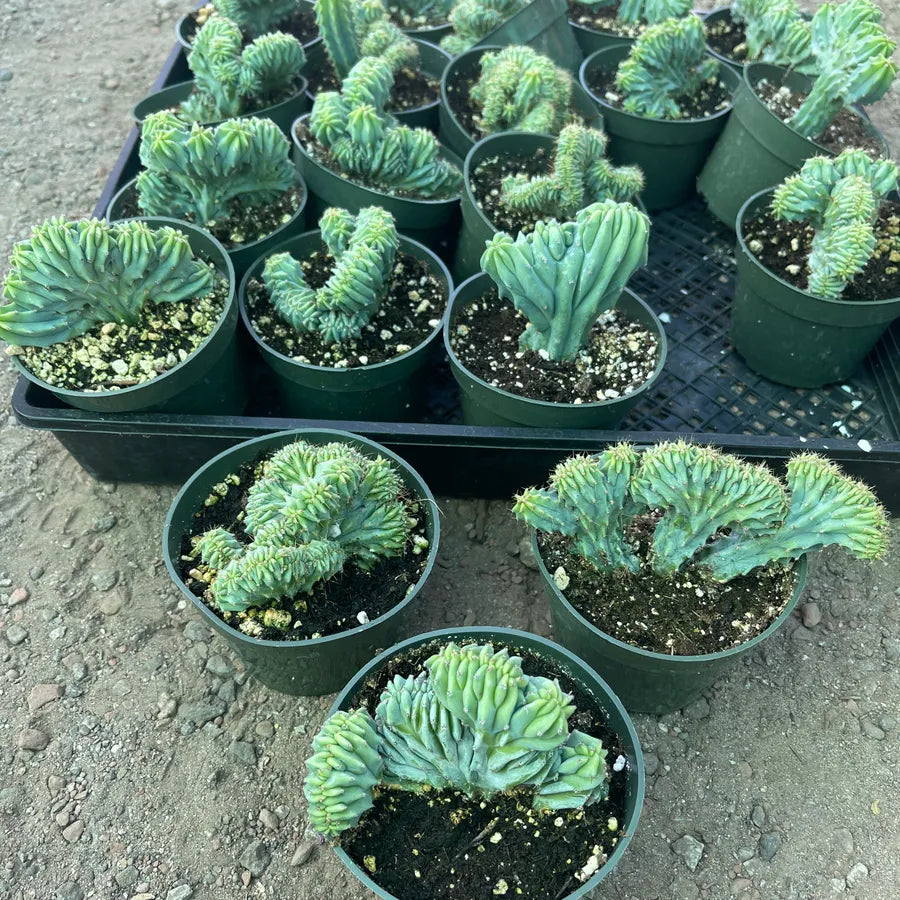 crested myrtillocactus geometrizans succulent Myrtillocactus geometrizans Crested