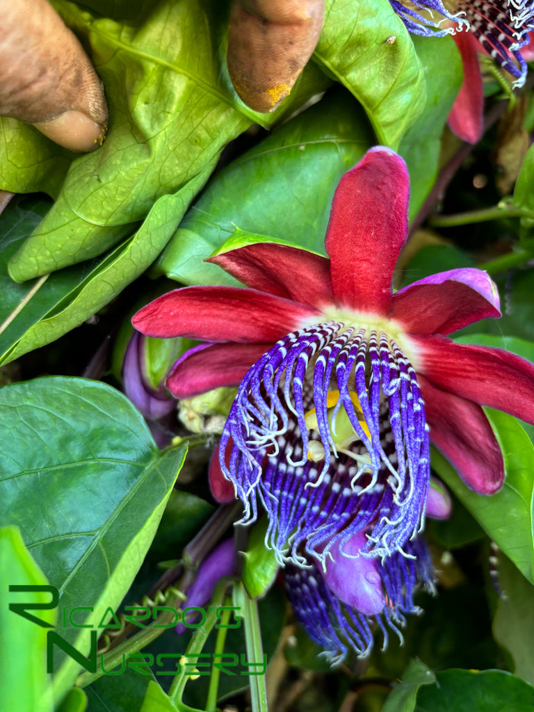 Passiflora 'Ruby Glow' (Ruby Glow Passion Fruit) – Ricardo's Nursery