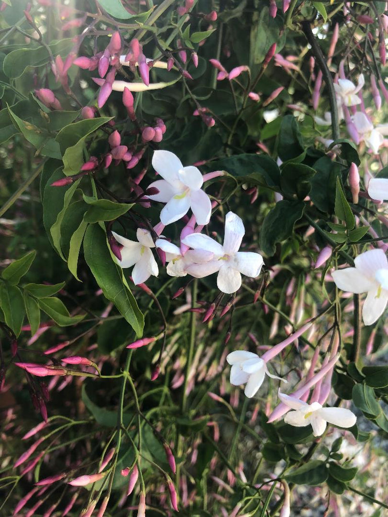 9greenbox pink jasmine plant jasminum polyanthum fragrant 4 pot Jasminum polyanthum (Pink Jasmine)