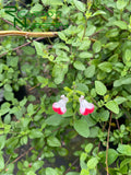 Salvia 'Hot Lips' (Hot Lips Sage)
