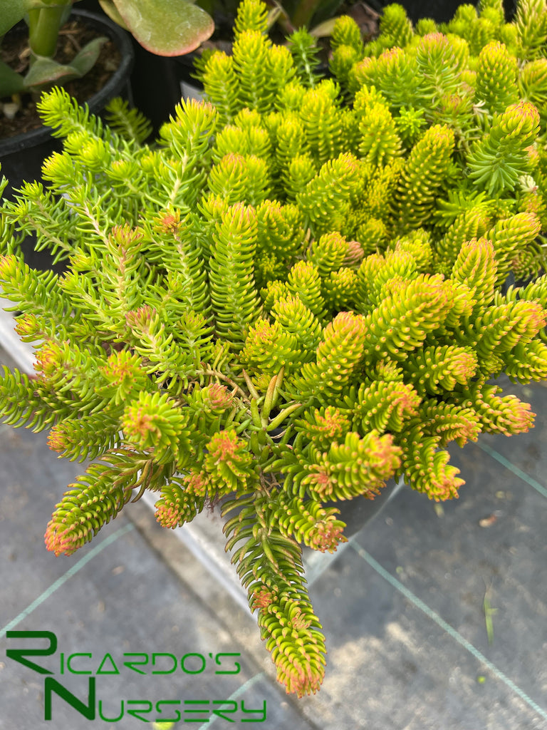 angelina succulent plant Sedum rupestre 'Angelina' (Angelina Stonecrop)