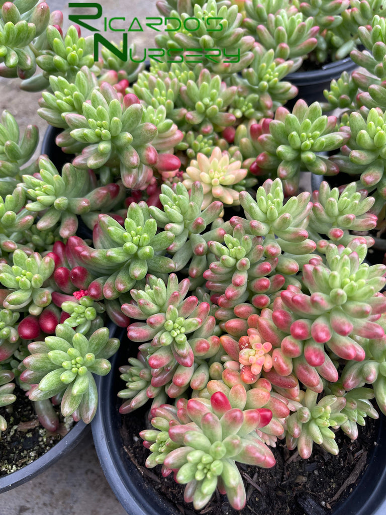 pink jelly bean succulent Sedum rubrotinctum 'Aurora' (Pink Jelly Bean)