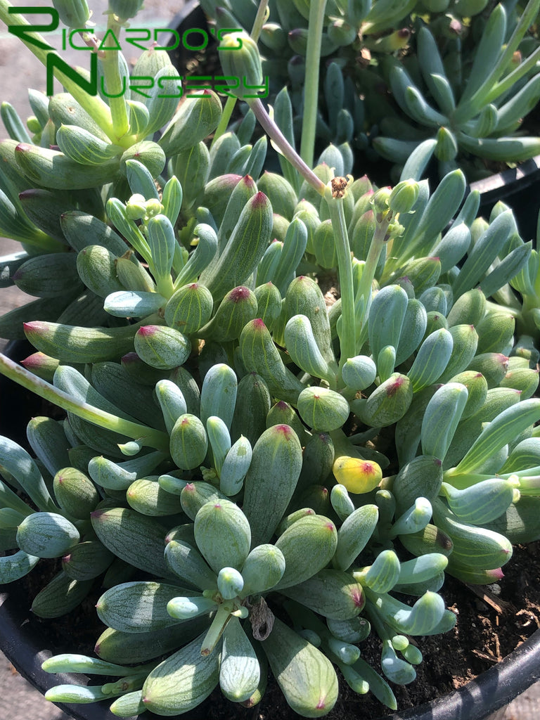 blue stick succulent Senecio serpens (Dwarf Blue Chalksticks) – Ricardo's Nursery