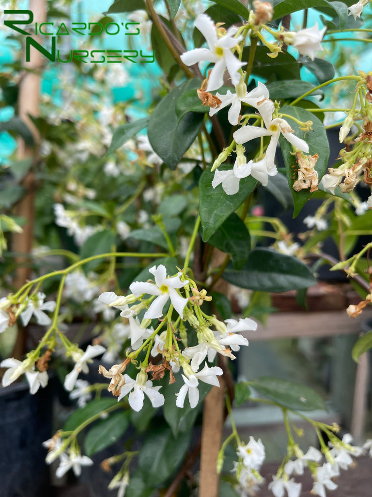 hanging jasmine plant for sale Trachelospermum jasminoides (Star Jasmine) – Ricardo's Nursery