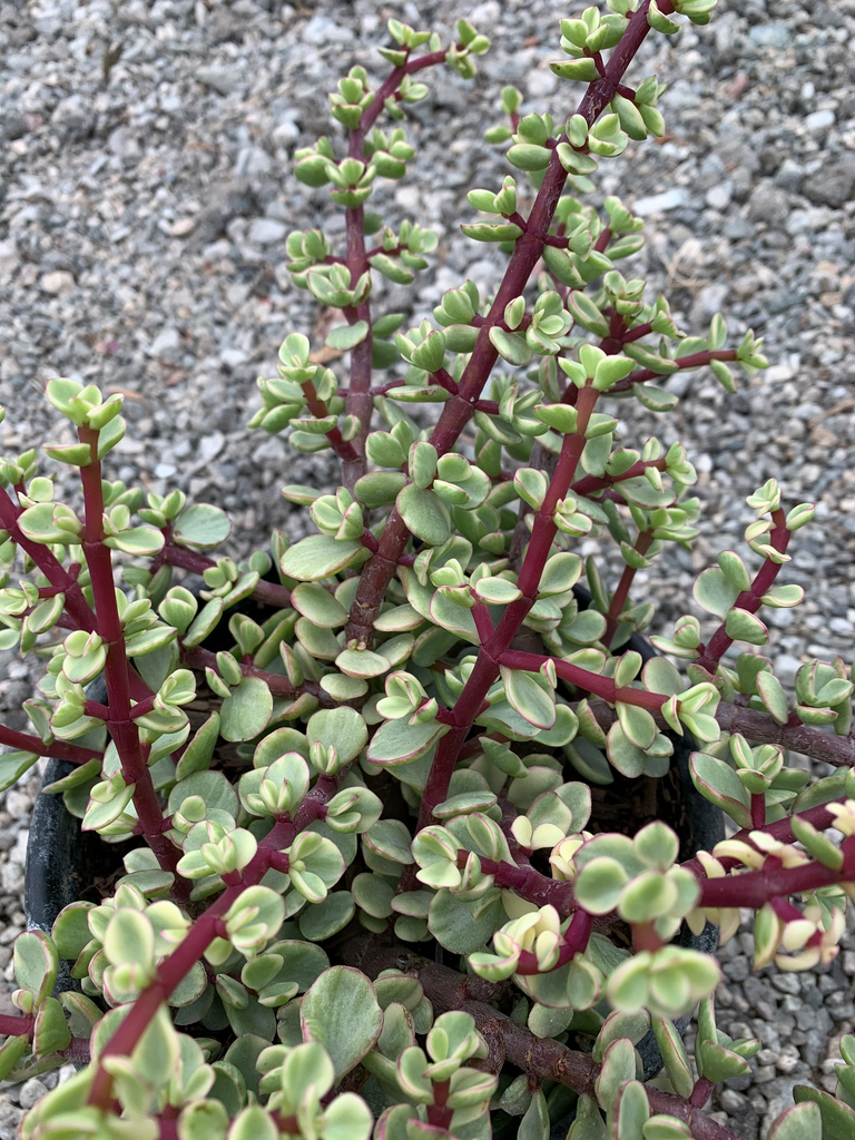 rainbow elephant succulent Portulacaria afra 'Variegata' (Rainbow Elephant Bush) – Ricardo's Nursery