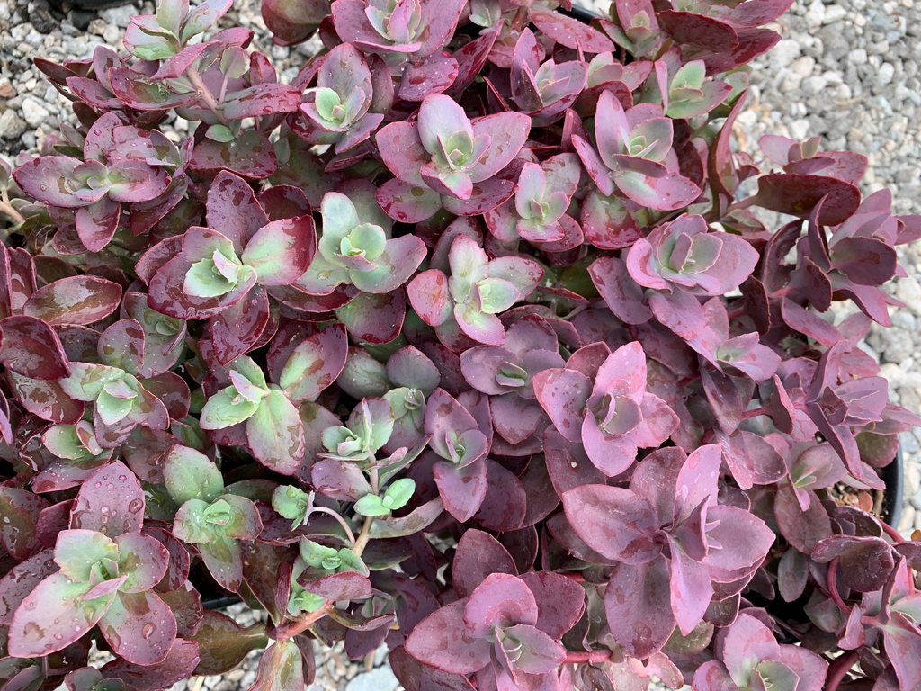 succulent tart Sedum SunSparkler® Cherry Tart – Ricardo's Nursery