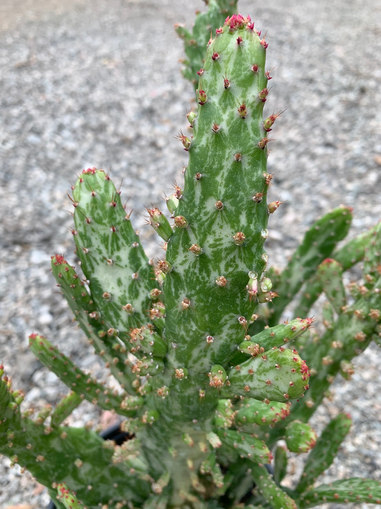 opuntia monacantha variegata Opuntia monacantha f. monstruosa variegata (Joseph's Coat) – Ricardo's  Nursery
