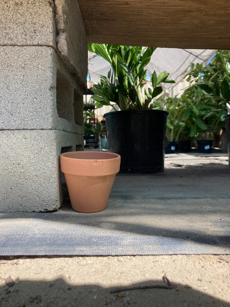 italian potted plants Standard Italian Pot – Ricardo's Nursery