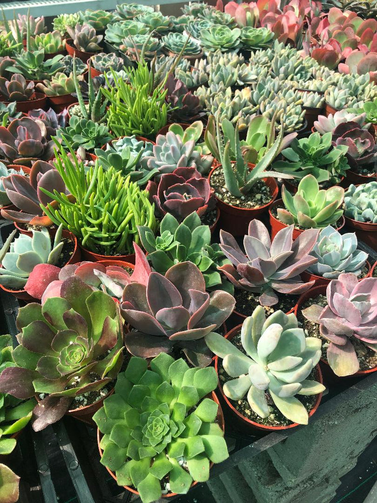 succulents near me nursery 4" Succulents – Ricardo's Nursery