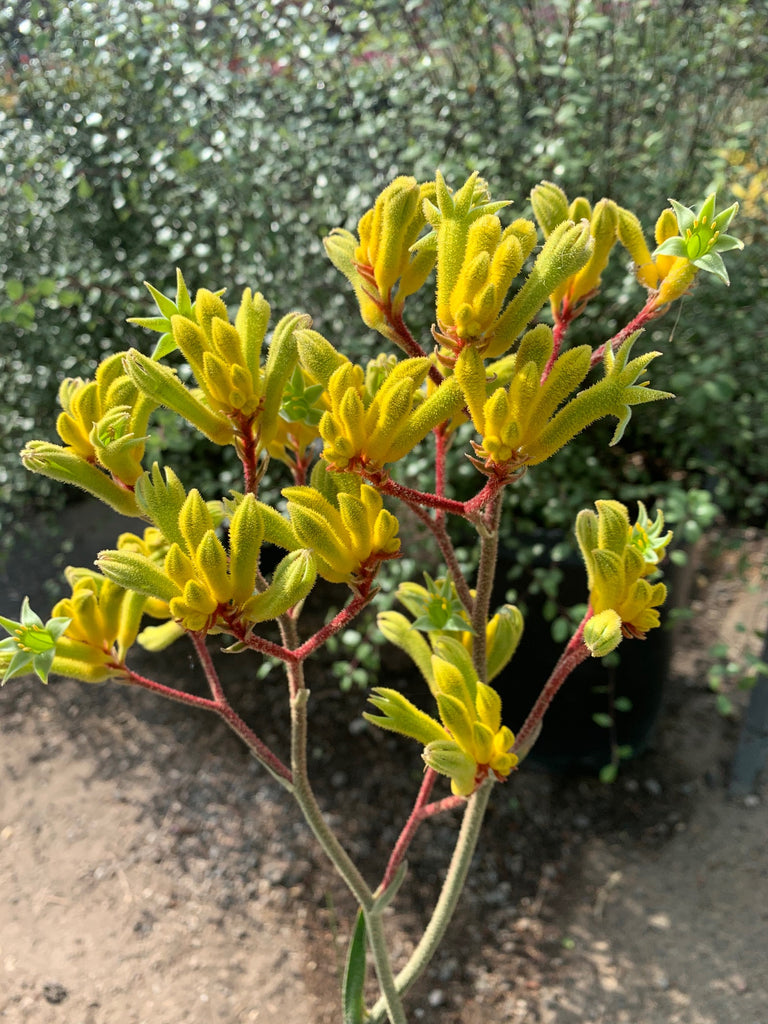 kangaroo palm plant Anigozanthos 'Harmony' (Kangaroo Paw) – Ricardo's Nursery
