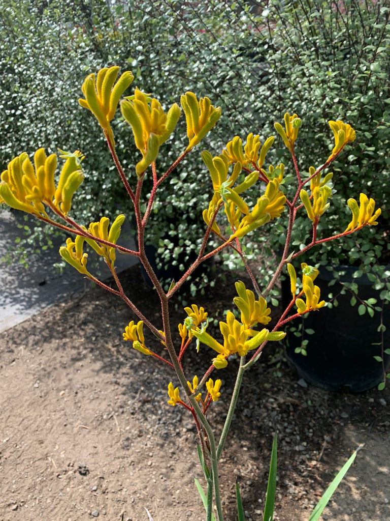 kangaroo paw succulent Anigozanthos 'Yellow Gem' (Kangaroo Paw)