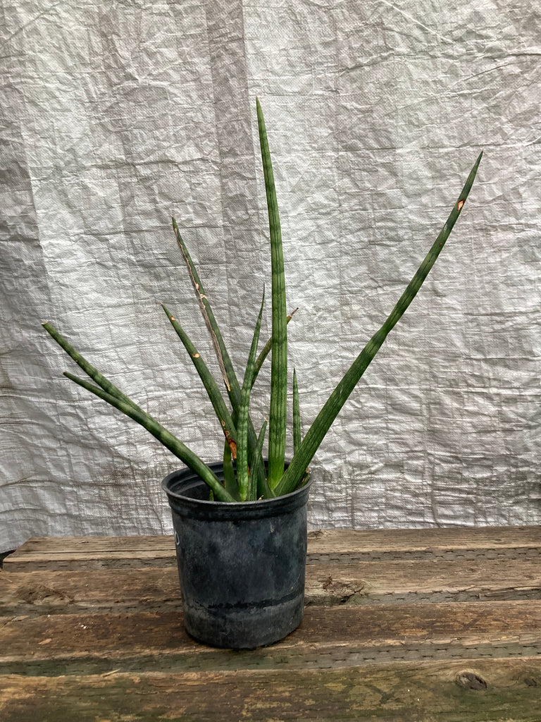 cylindrica spear snake plant Sansevieria cylindrica (African Spear Plant) – Ricardo's Nursery