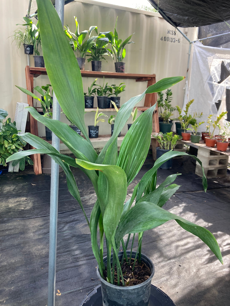 cast iron house plant Aspidistra elatior (Cast Iron Plant) – Ricardo's Nursery