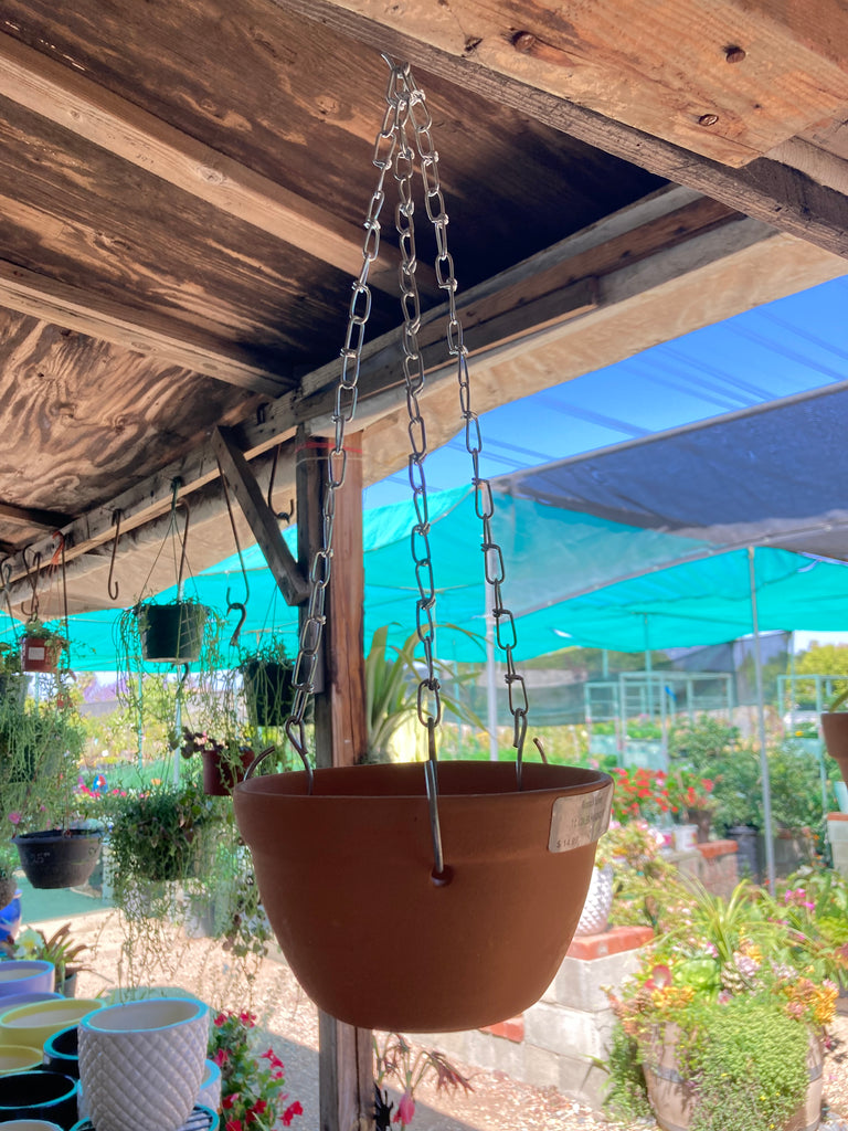 azalea plant in a pot Azalea Hanging Pot – Ricardo's Nursery
