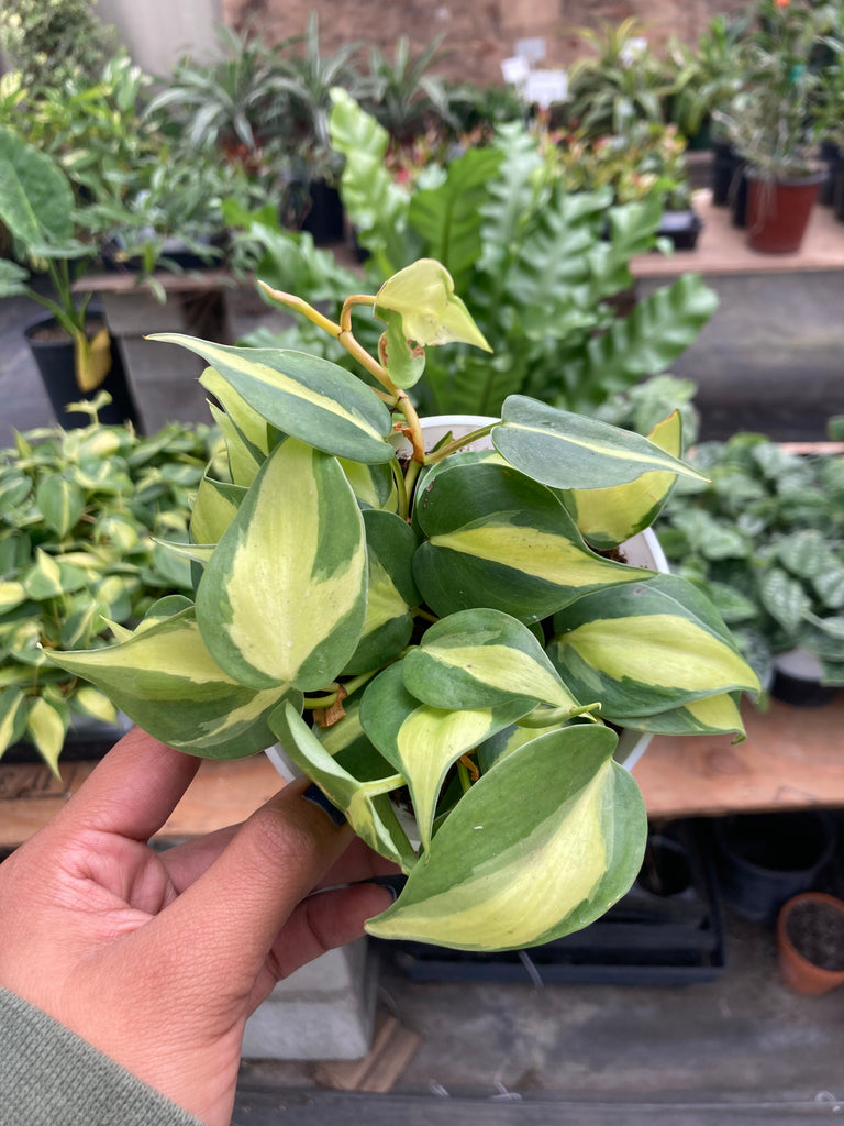 Philodendron Brasil – Ricardo's Nursery