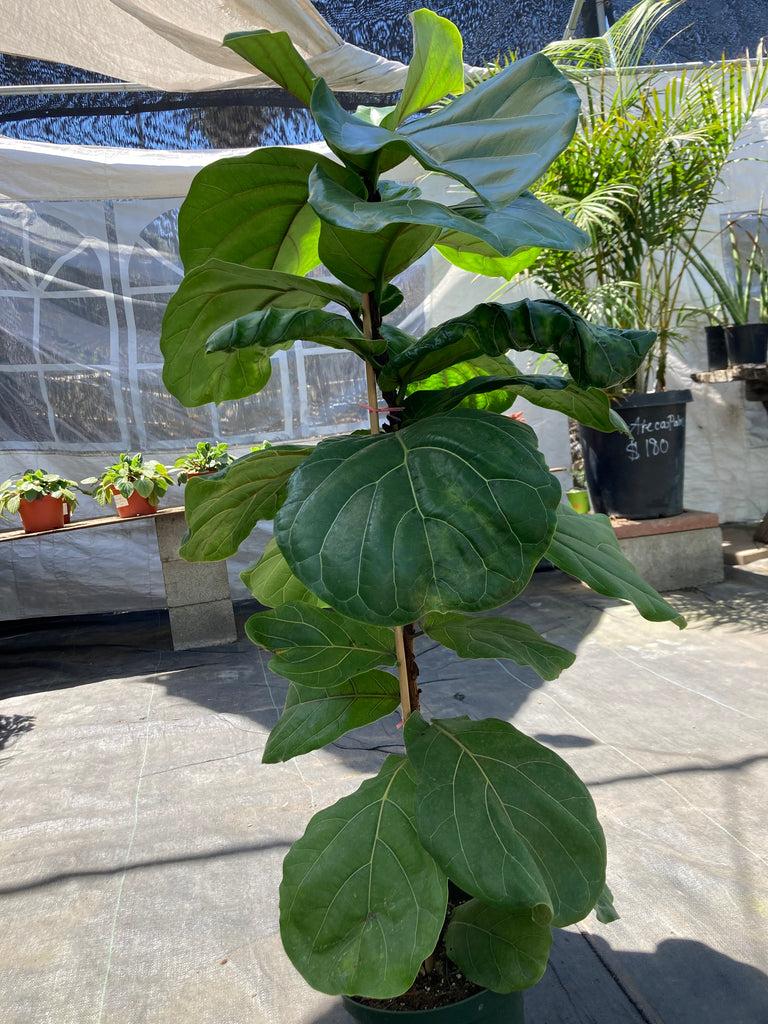 is fiddle leaf fig poisonous to humans Ficus lyrata (Fiddle Leaf Fig)