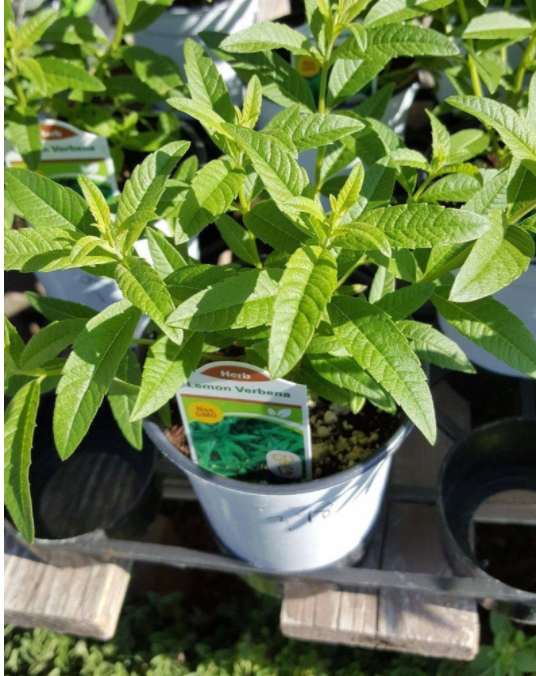 Growing Verbena Indoors: How To Grow Lemon Verbena As A Houseplant