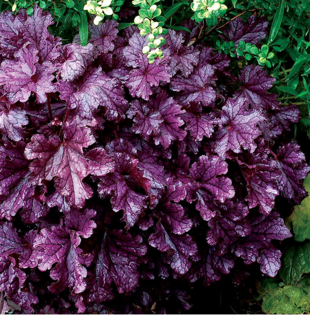 Purple coral bells deals