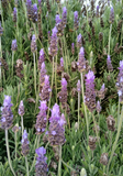 Lavandula dentata  (French Lavender)