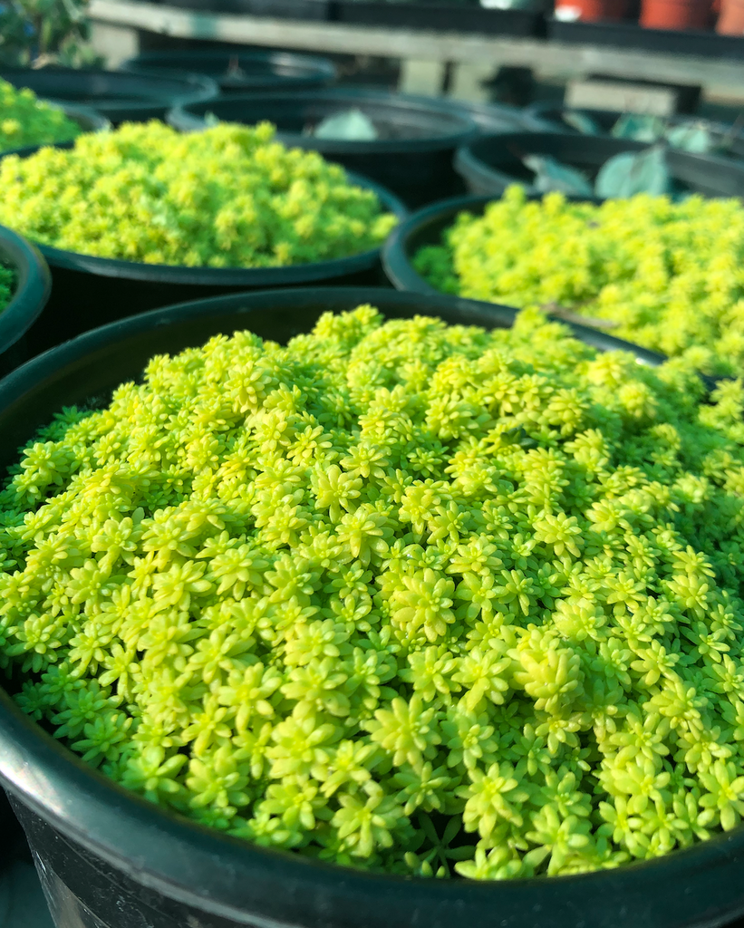 sedum golden moss succulent Sedum Gold Moss (Goldmoss Stonecrop) – Ricardo's Nursery