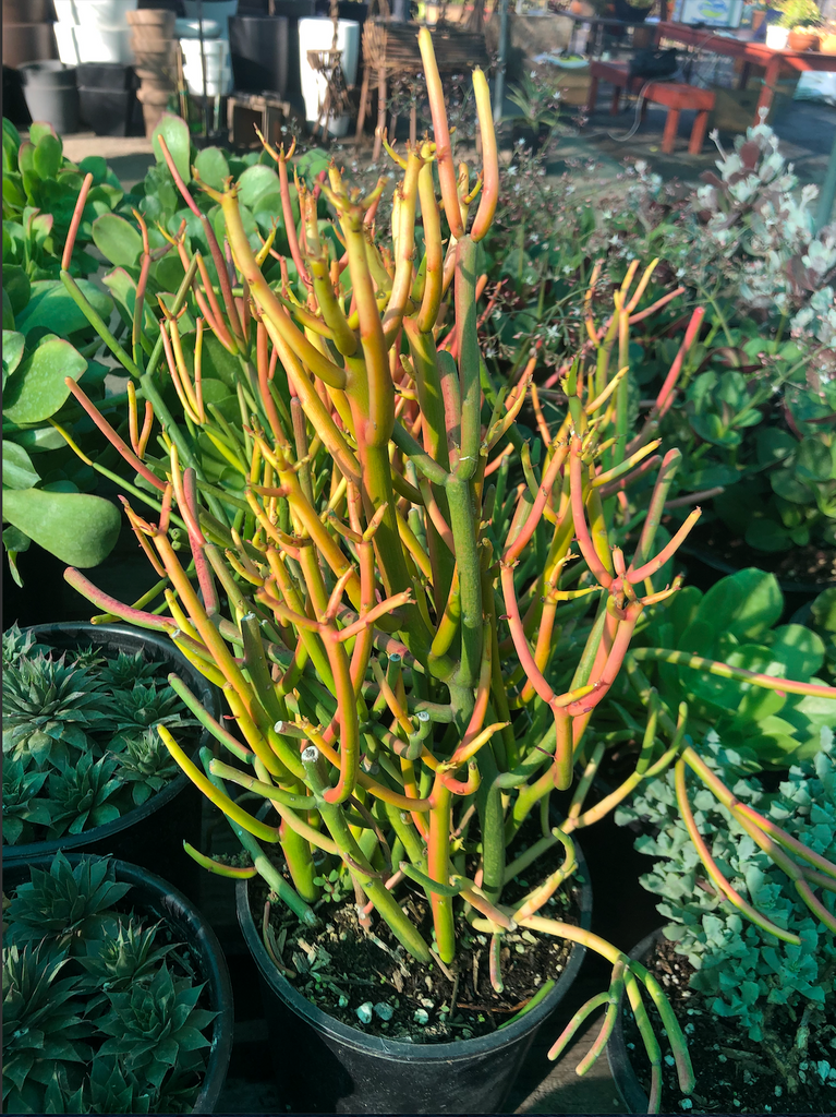 fire sticks pencil cactus euphorbia Euphorbia tirucalli 'Sticks on Fire' (Red Pencil Tree) – Ricardo's Nursery