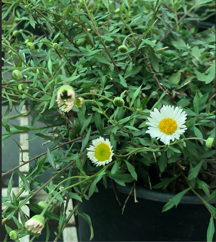 Erigeron karvinskianus (Santa Barbara Daisy)
