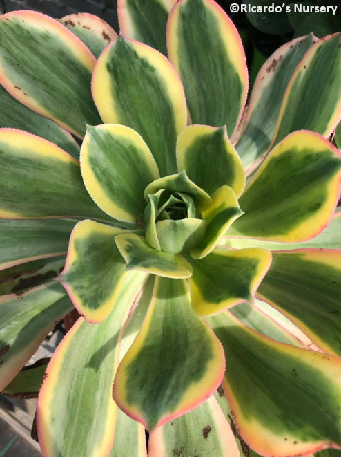 copper pinwheel succulent Aeonium 'Sunburst' (Copper Pinwheel) – Ricardo's Nursery