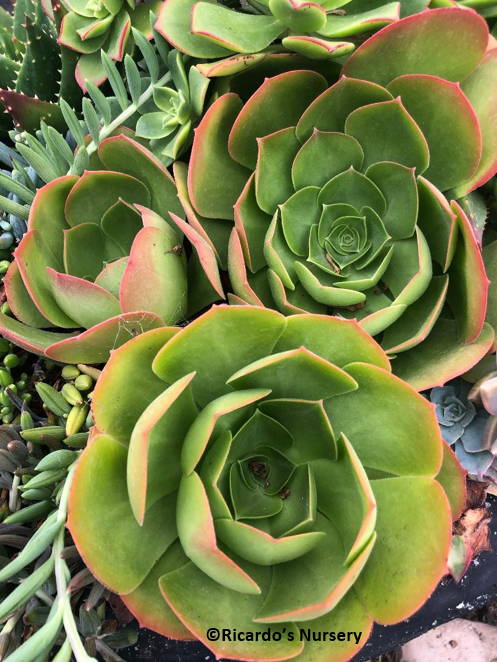 saucer plant succulent Aeonium urbicum (Saucer Plant)