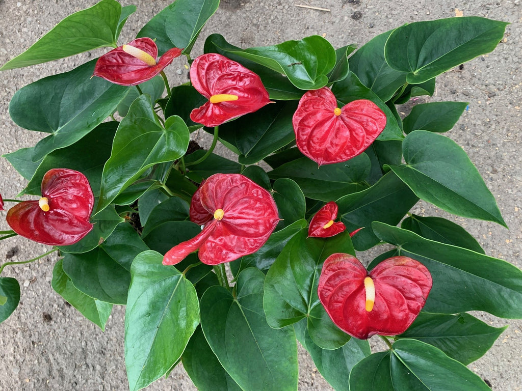 anthurium nursery near me Anthurium Aristo