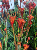 Anigozanthos 'Bush Tango' (Orange Kangaroo Paw)