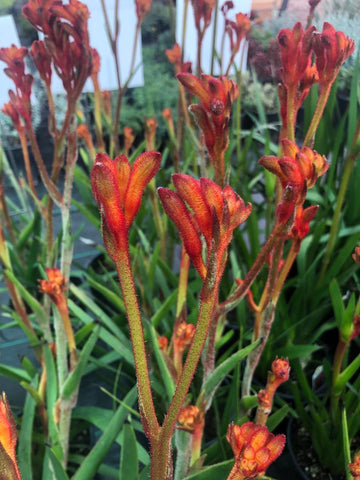 Anigozanthos 'Bush Tango' (Orange Kangaroo Paw)